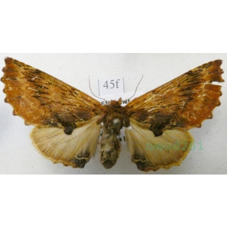 Ptilodon capucina (Linnaeus, 1758) male Wiechetka wielbłądka Czech45f